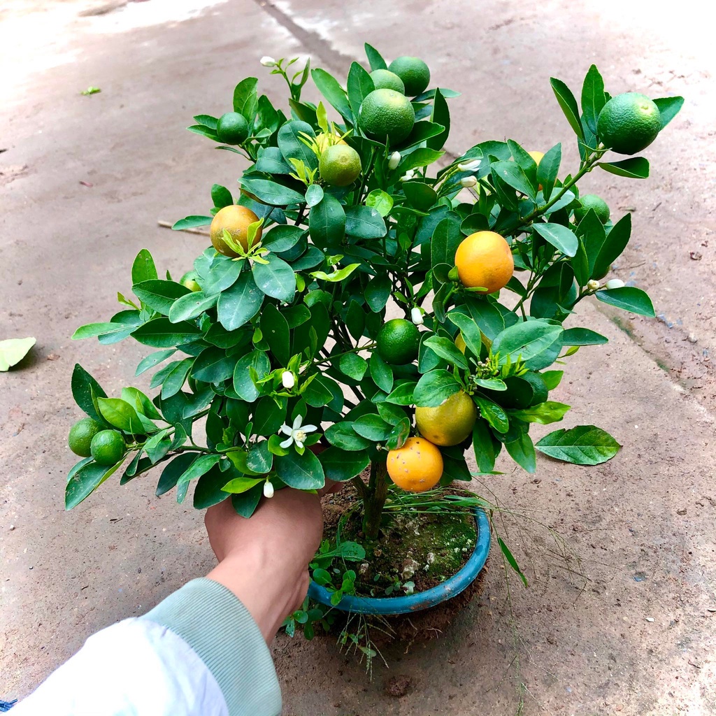 cây giống quất chua (tắc chua) thái, quả vàng