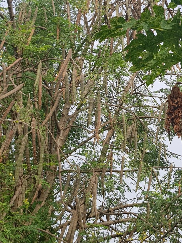 CÂY CHÙM NGÂY - cây giống nhỏ