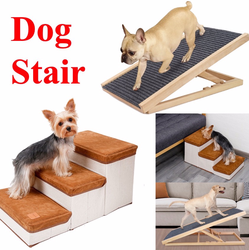 Can Small Dogs Go Up And Down Stairs