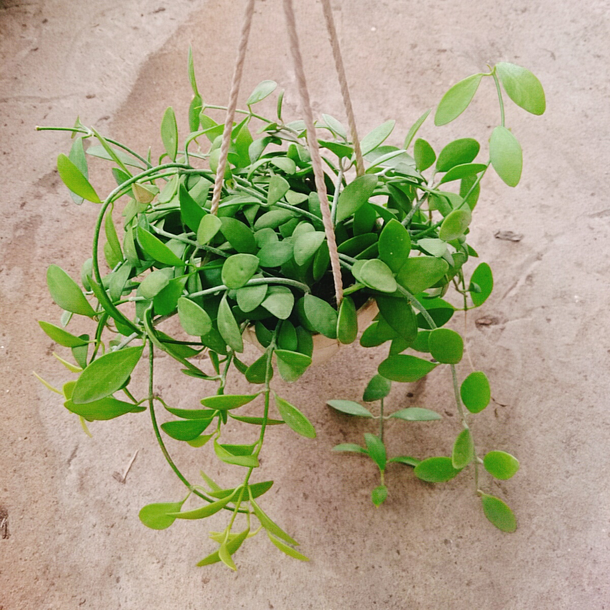 Chậu Treo ĐôLa Lan - cây cảnh mini