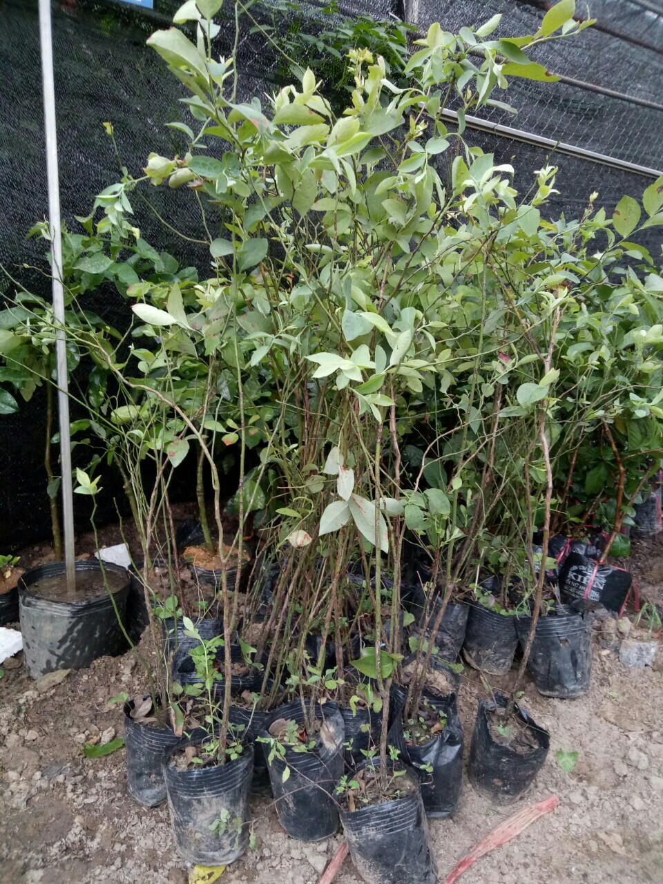 cây VIỆT QUẤT LÙN
