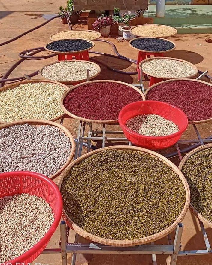 Bột Ngũ cốc 22 loại hạt Đắk Lắk