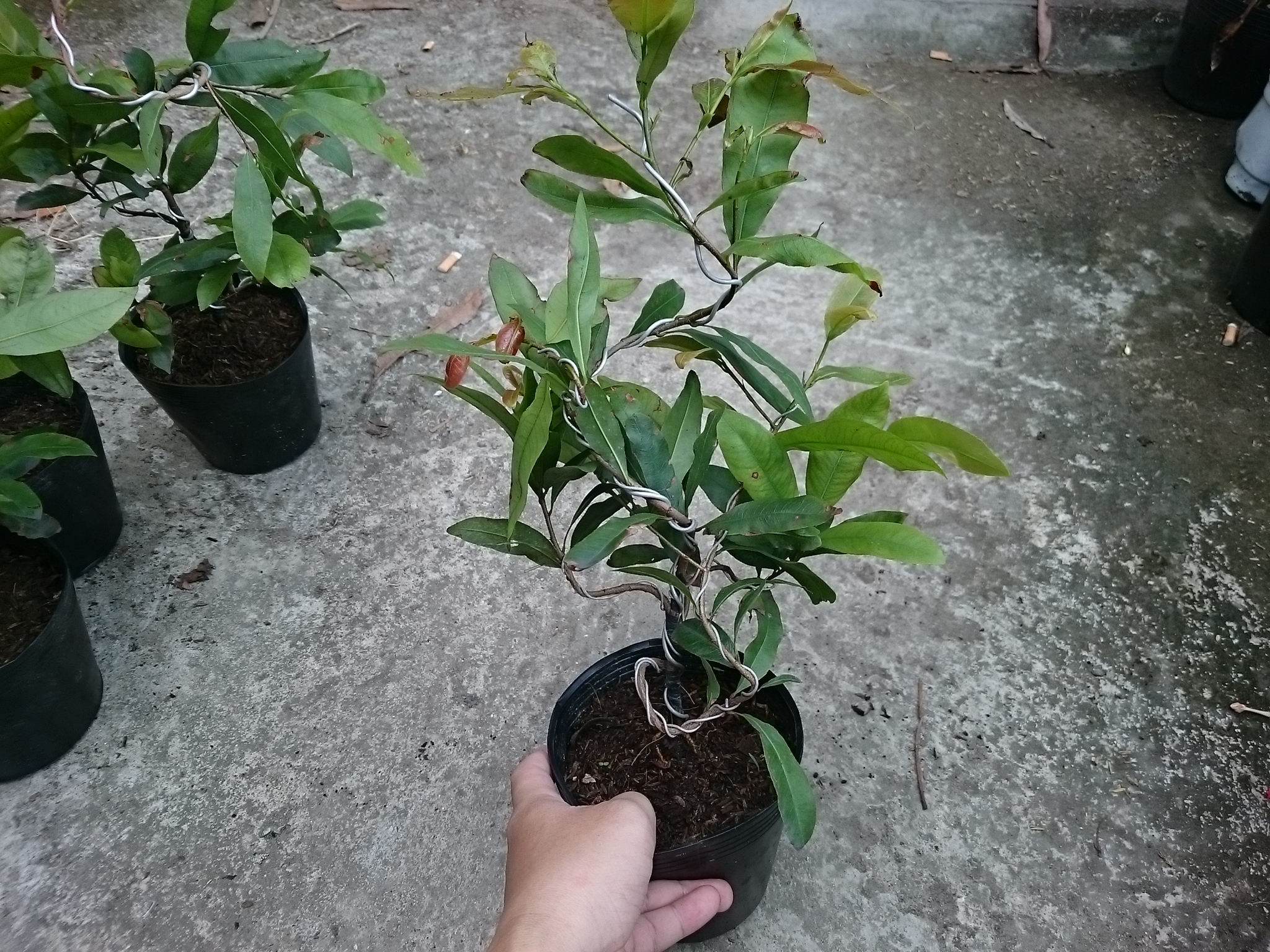 Cây Mai Vàng - cây cảnh trong nhà