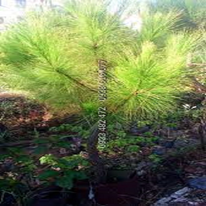 cây giống cây thông cảnh (thông đỏ lá kim)