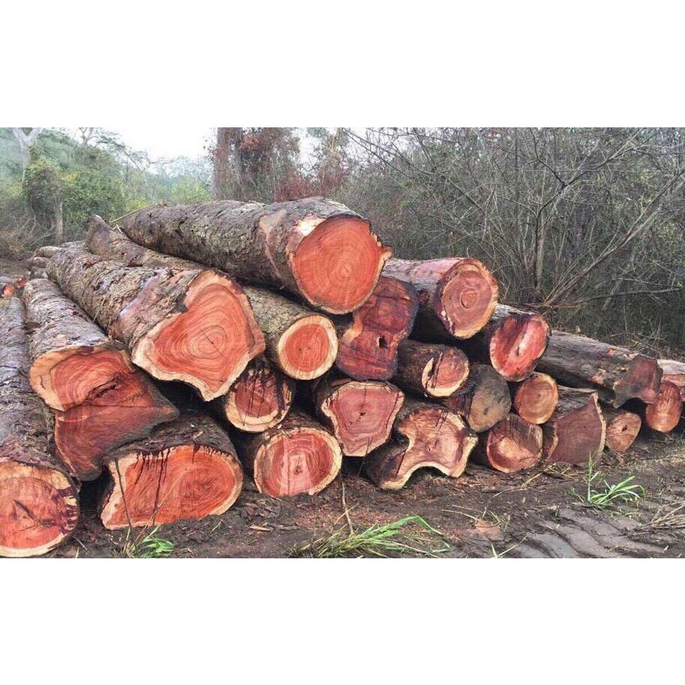 cây gỗ giáng hương giống (cây gỗ quý loại 1)