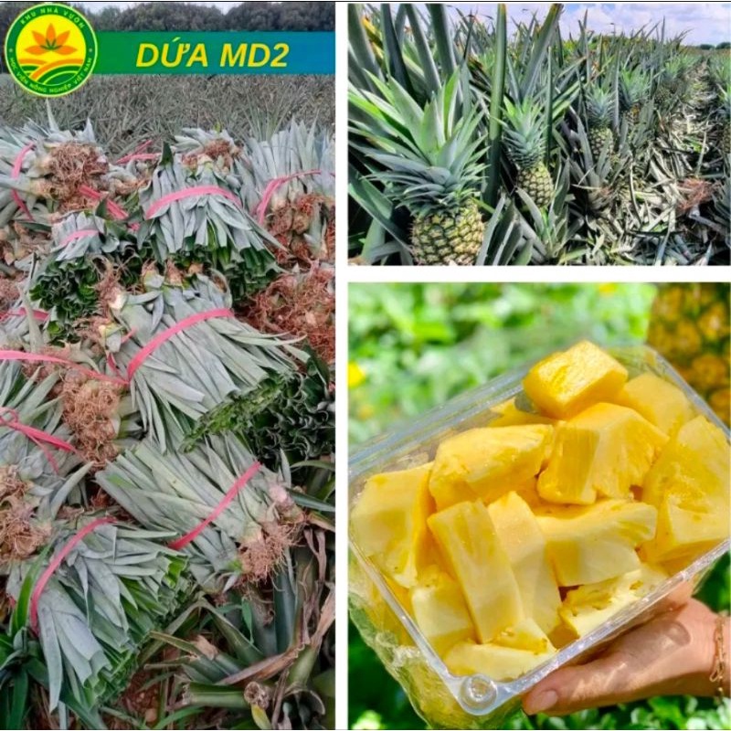 CÂY GIỐNG DỨA THƠM MẬT MD2 SIÊU NGỌT
