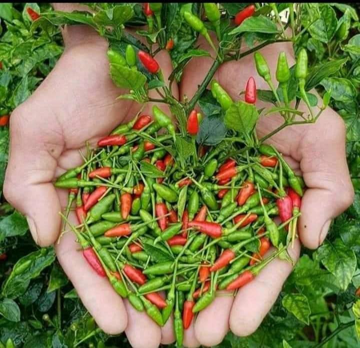 Cây Ớt Xiêm Xanh (Ớt sẻ, ớt rừng)