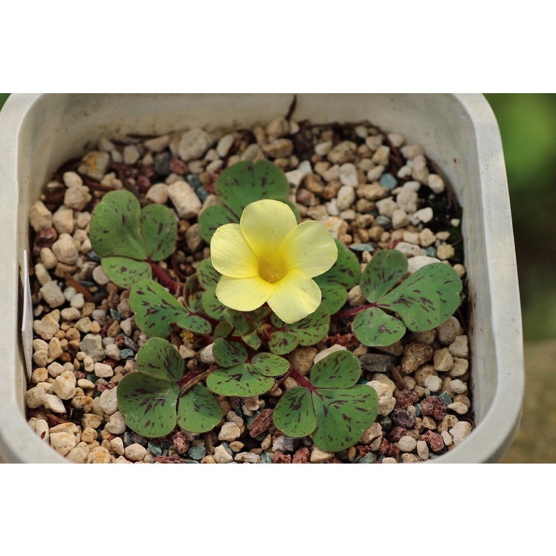 củ hoa oxalis dòng luteola