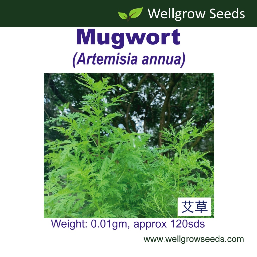 Sweet Annie (Artemisia annua) - 50 Seeds