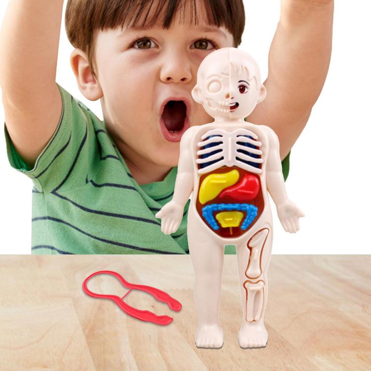 Mô Hình Cơ Thể Người Mô Hình Giải Phẫu Người Công cụ nghiên cứu giải phẫu Dụng cụ nghiên cứu giải phẫu và sinh lý học có thể tháo rời mô hình giải phẫu người cho trẻ em bé trai và bé gái easy to use