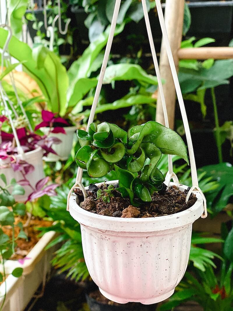 Cây Hoya carnosa Compacta (Lan Cẩm Cù Lá Xoắn Hoa Phớt Hồng)