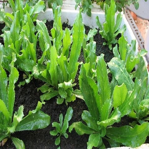 Hạt giống ngò gai - gói 3 gram
