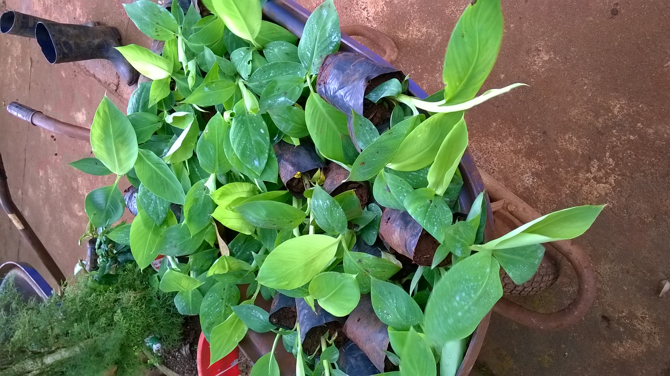 CÂY GIỐNG CHUỐI CAU DỄ TRỒNG.