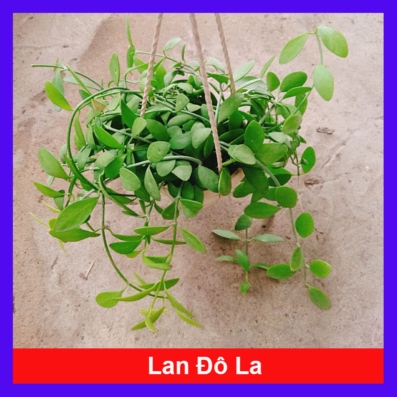 Chậu Treo ĐôLa Lan - cây cảnh mini