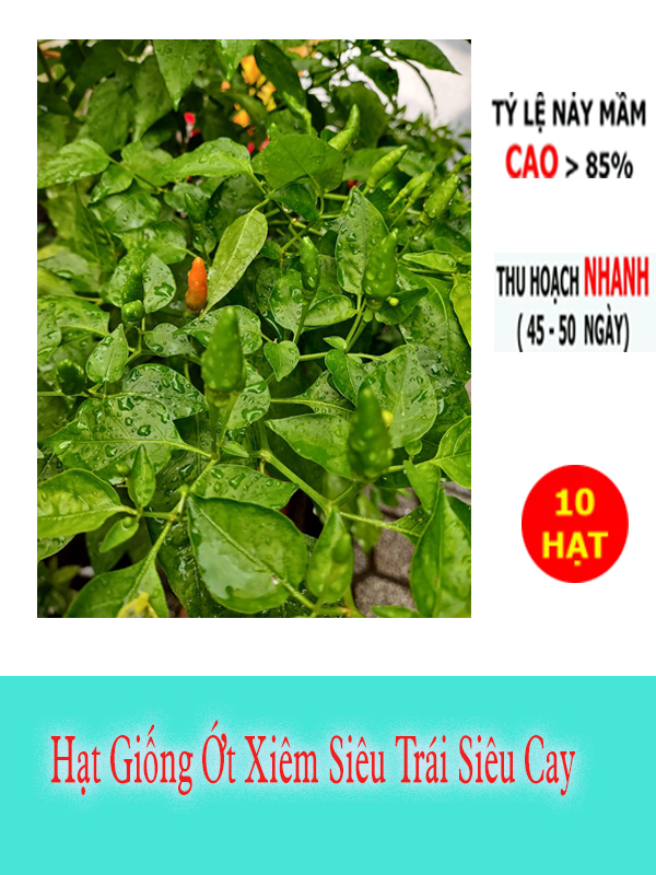 Hạt Giống Ớt Xiêm Thái Lan