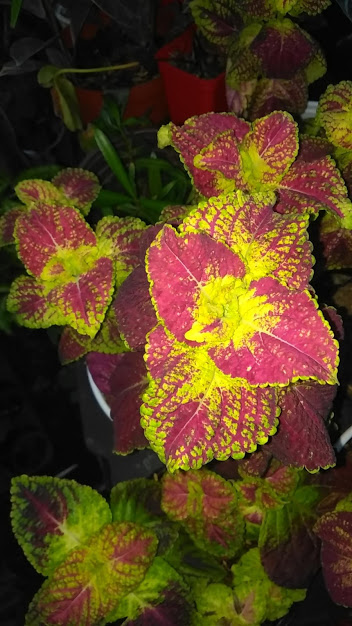 Cây gấm thái lá màu (nhiều màu)