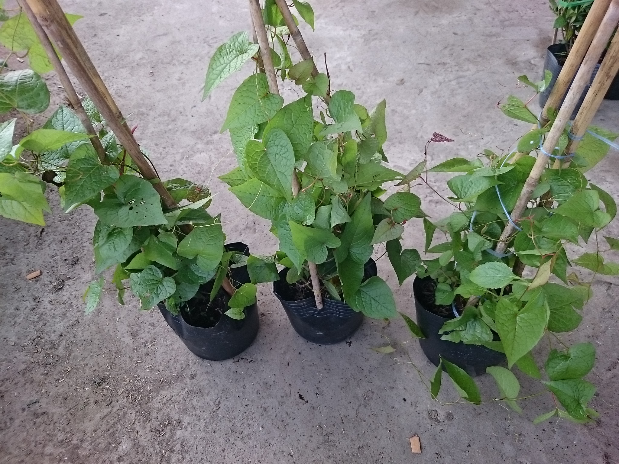 Cây Hoa Tigon - cây cảnh sân vườn