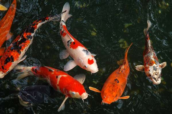 Microorganisms for Aquarium Fish Water Treatment Veo Silver, New Generation Microbials Additional Microbials for Water Purification, Digestive Enzymes for Goldfish