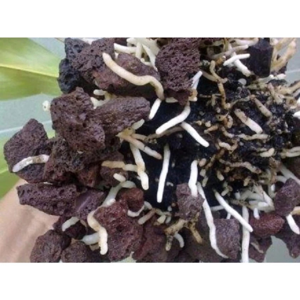 2KG đá nham thạch vật liệu lọc, trang trí bể cá
