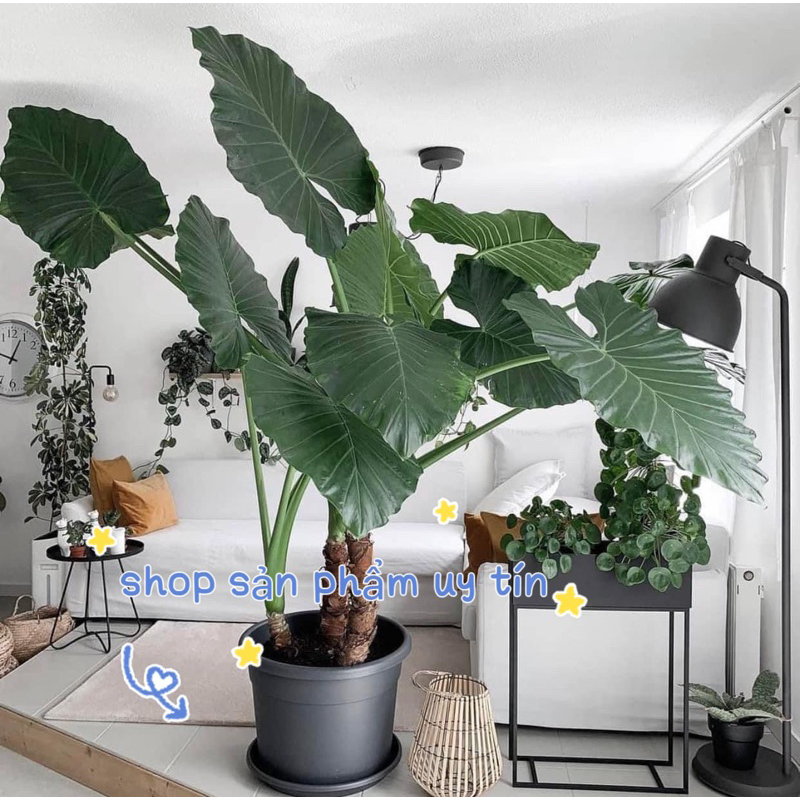 ráy voi làm cảnh (củ giống đẹp)