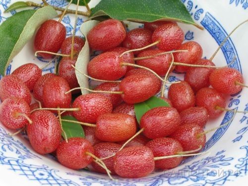 Cây giống Nhót ngọt Mỹ ( giống chuẩn, bầu to, GỐC TO 3 NĂM).