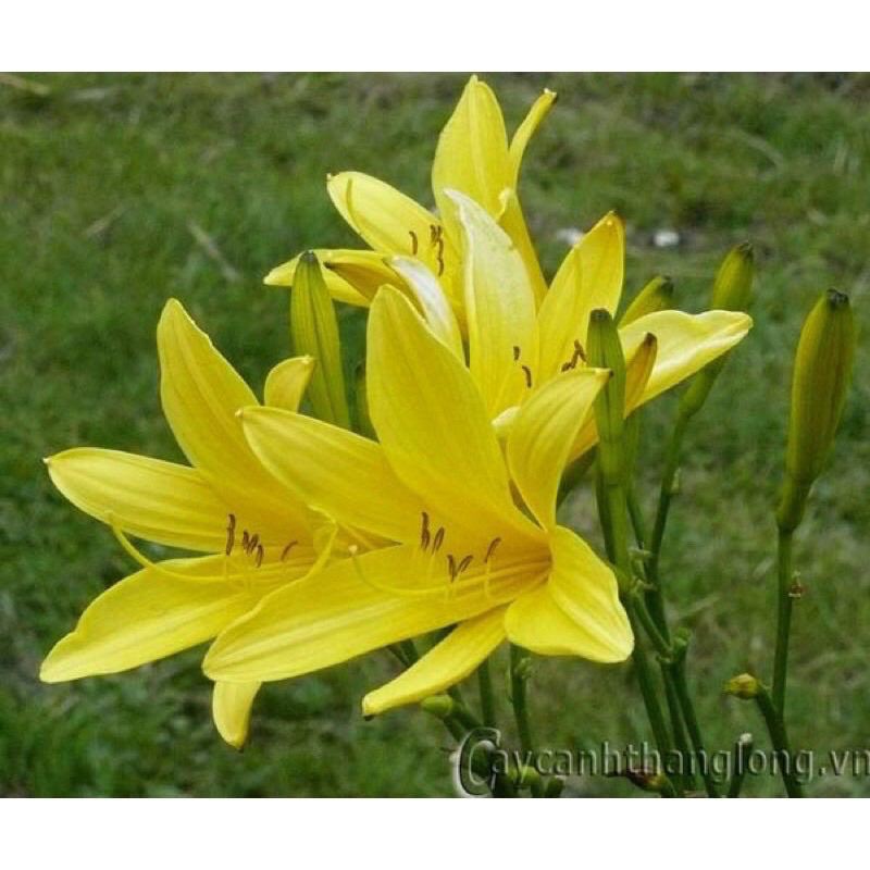 Củ hoa Hiên(1củ) - Giống Hoa Cảnh Nhập Khẩu