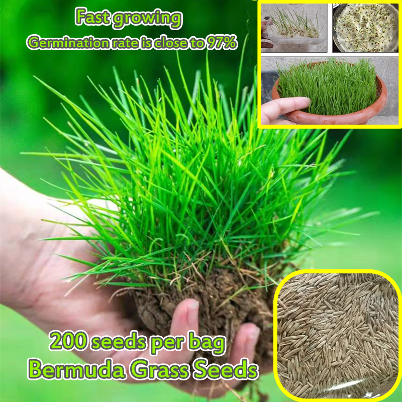 Bermuda Grass Seed Germination Ubicaciondepersonascdmxgobmx 2246