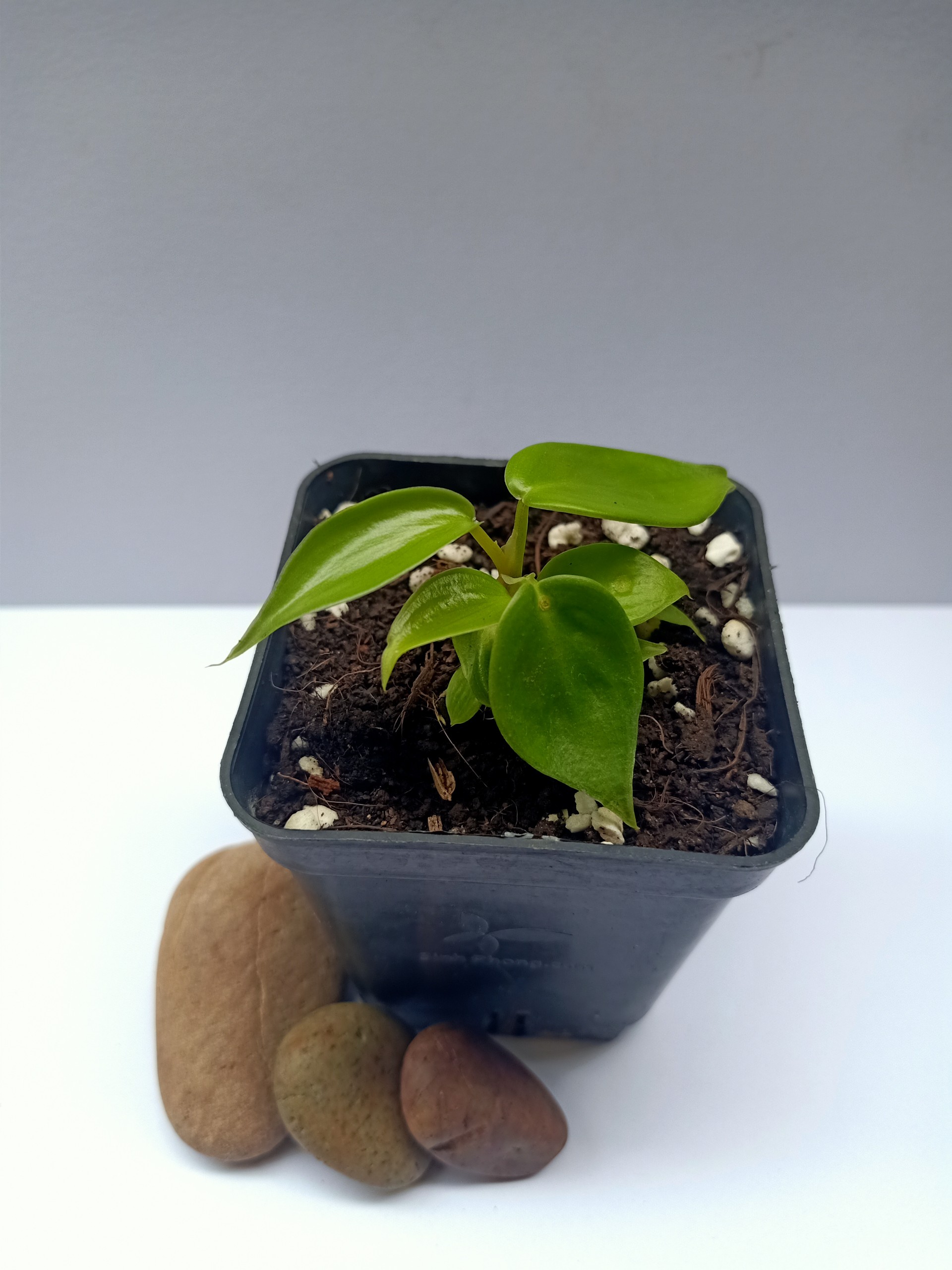Én Xanh( Philodendron Florida Beauty)