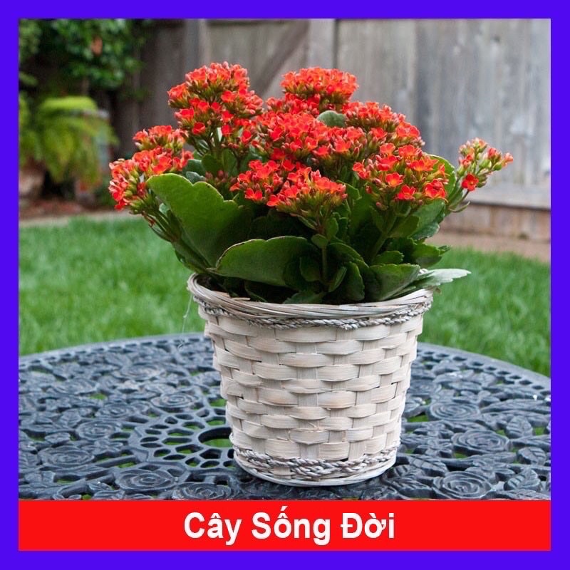 Cây sống đời ta màu đỏ trồng tiểu cảnh, sân vườn