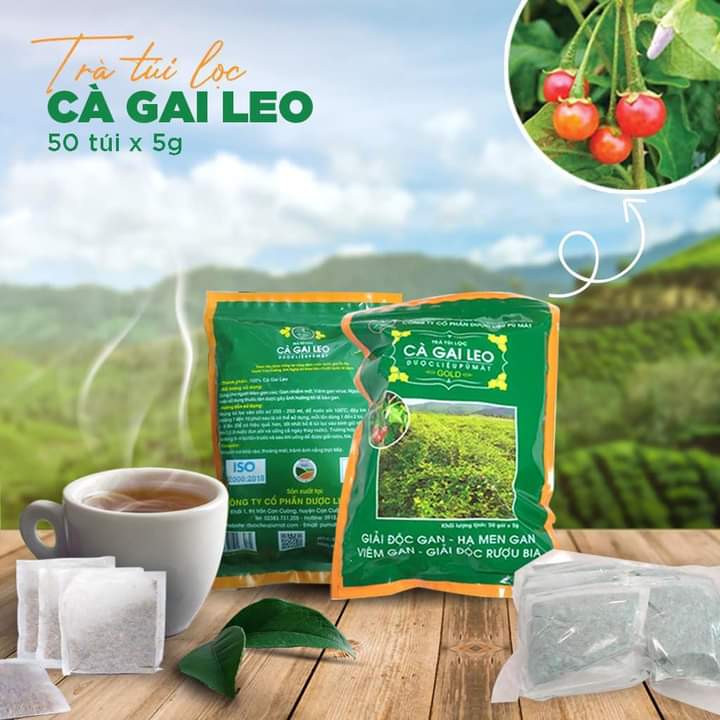 Trà túi lọc Cà gai leo Pù Mát - giúp hạ men gan, giải độc gan, hỗ trợ điều trị viem gan B, xơ gan, giải rượu bia