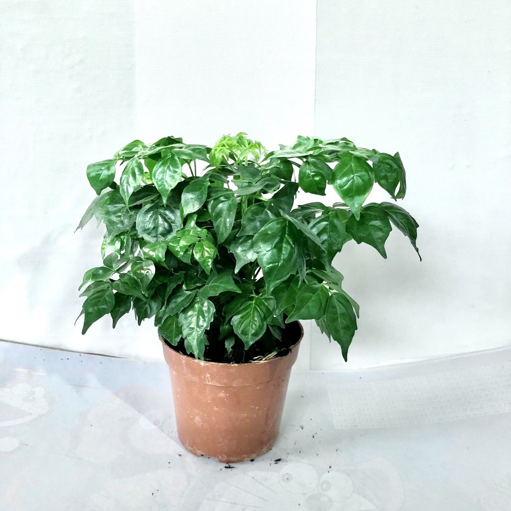 Cây hạnh phúc bụi để bàn kèm bình thủy sinh, Cao 20cm