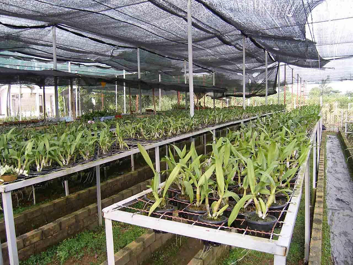 Lưới Che Nắng , Lưới Che Vườn Lan 70%