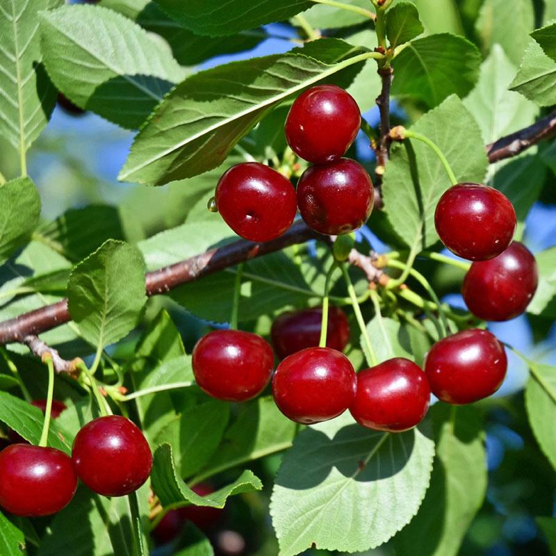 Hạt giống Cherry Mỹ F1 - Gói 0,5Gr
