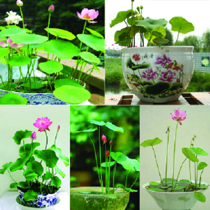 [HCM]Hạt Giống Sen Nhật Mini (10 hạt - nhiều màu)