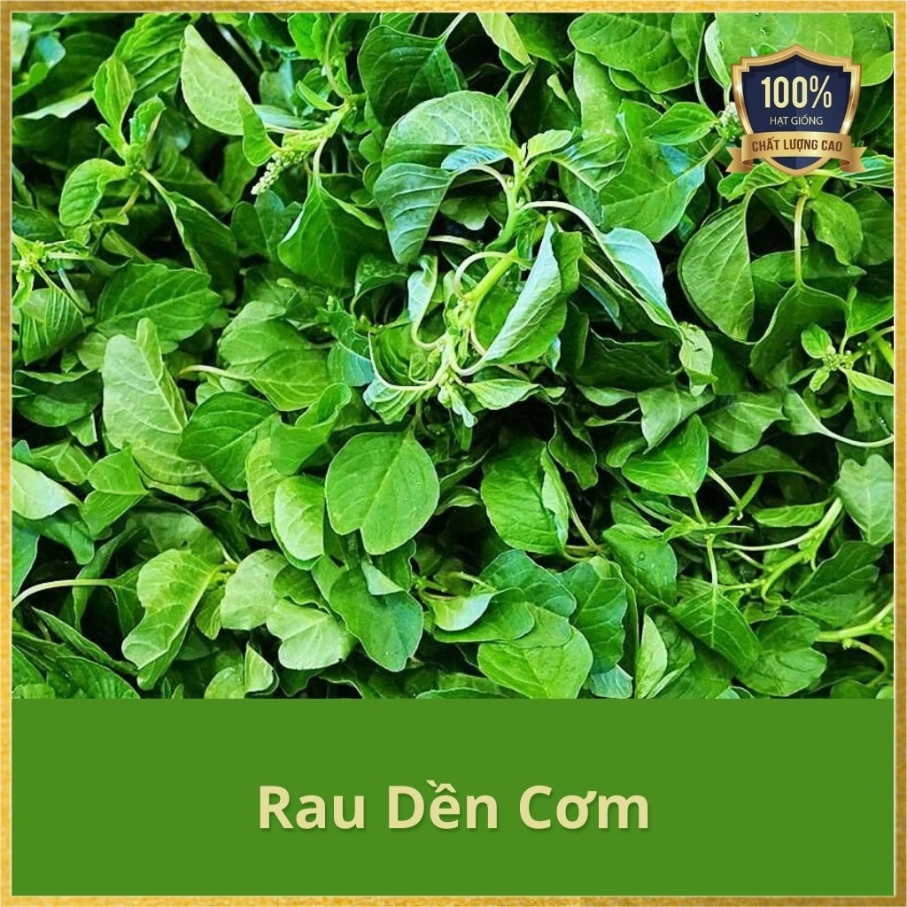 Hạt giống dền vàng, dền cơm - gói 10 gram