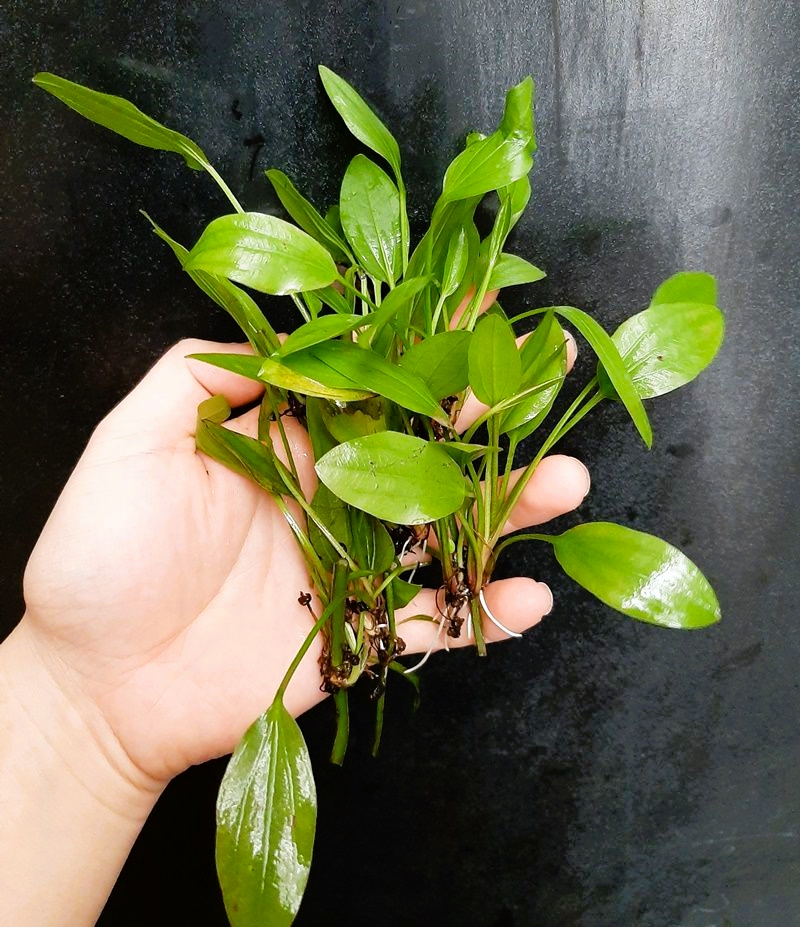CÂY LĂNG NƯỚC- LĂNG MUỖNG  (10 cây)