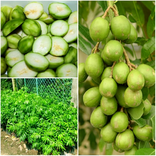 cây cóc thái lùn siêu quả- cây giống