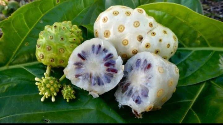 BỘT NHÀU NGUYÊN CHẤT NONIGREEN