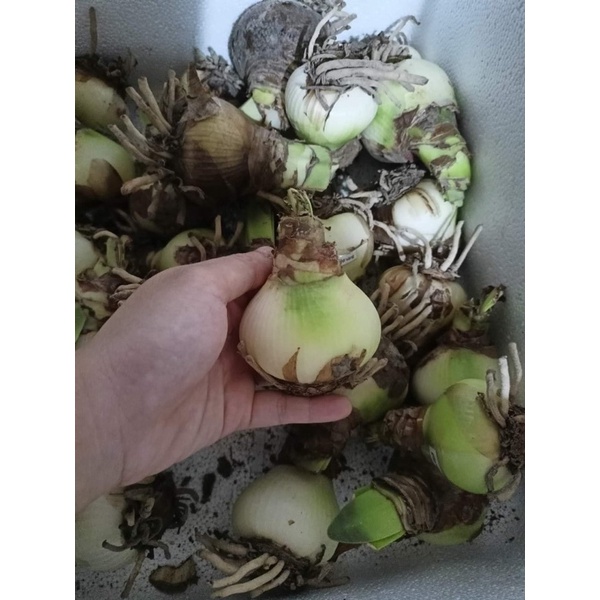 Củ hoa Huệ kép(set 5 củ) HOA Tết