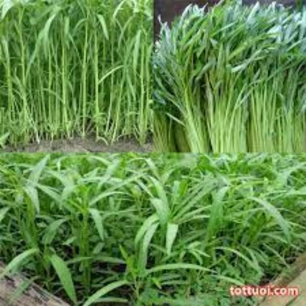 Túi 50 gr rau muống lá tre . hạt giống chất lượng cao - dễ trồng.