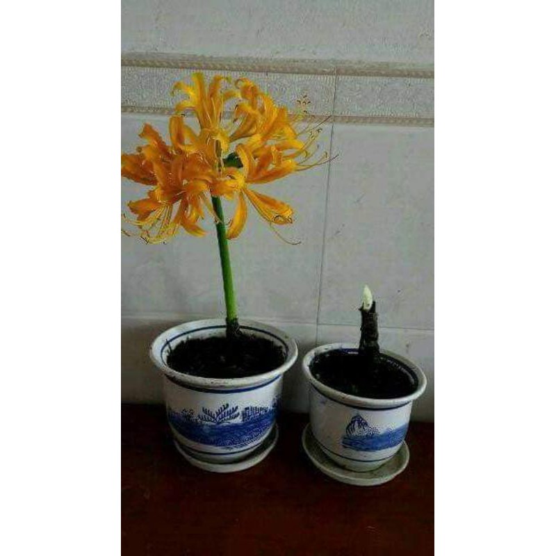 Củ hoa bỉ ngạn - Giống Hoa Cảnh Nhập Khẩu