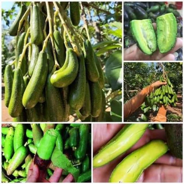 cây giống bơ ngón tay loka