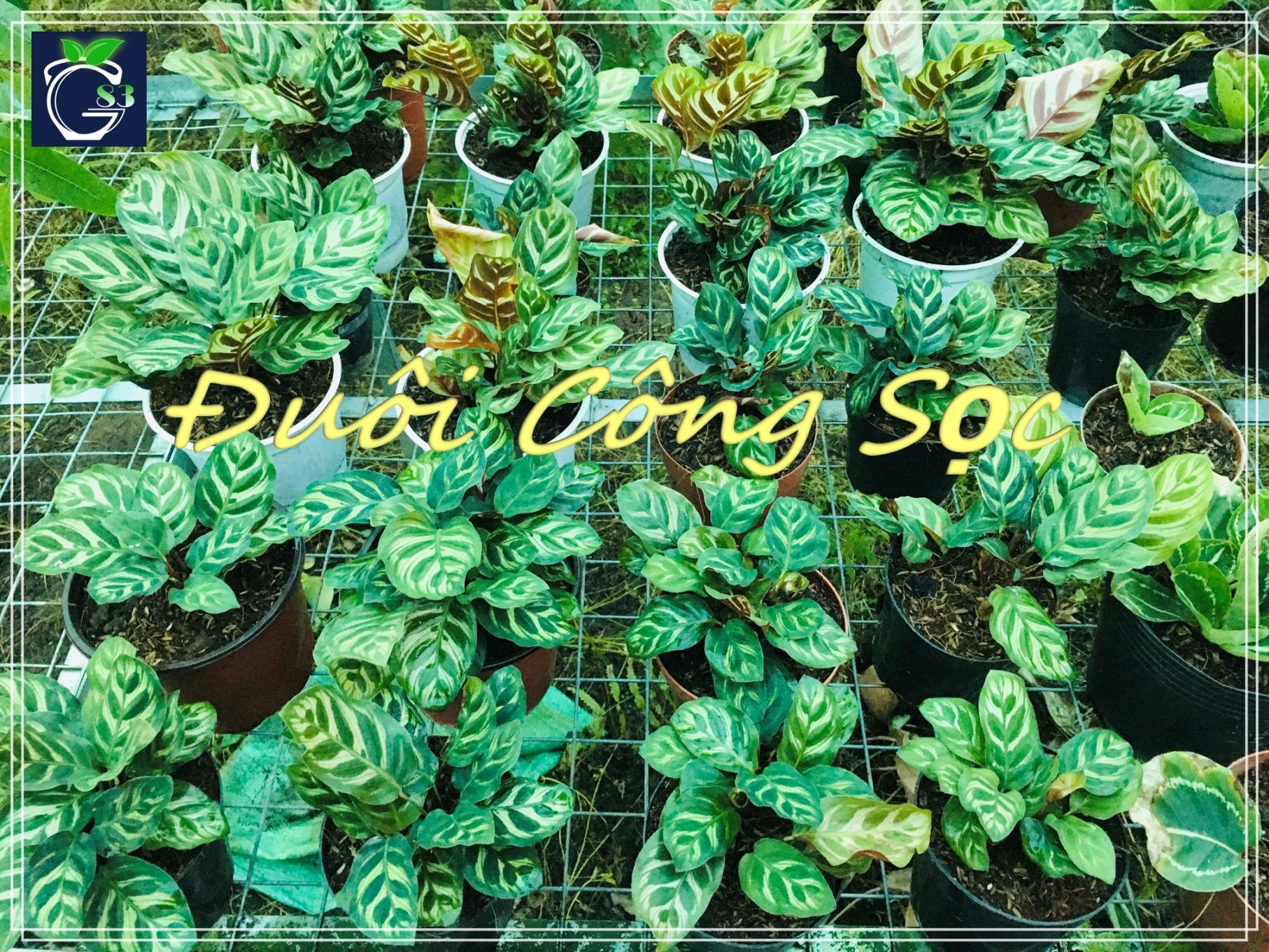 Cây Đuôi Công Sọc