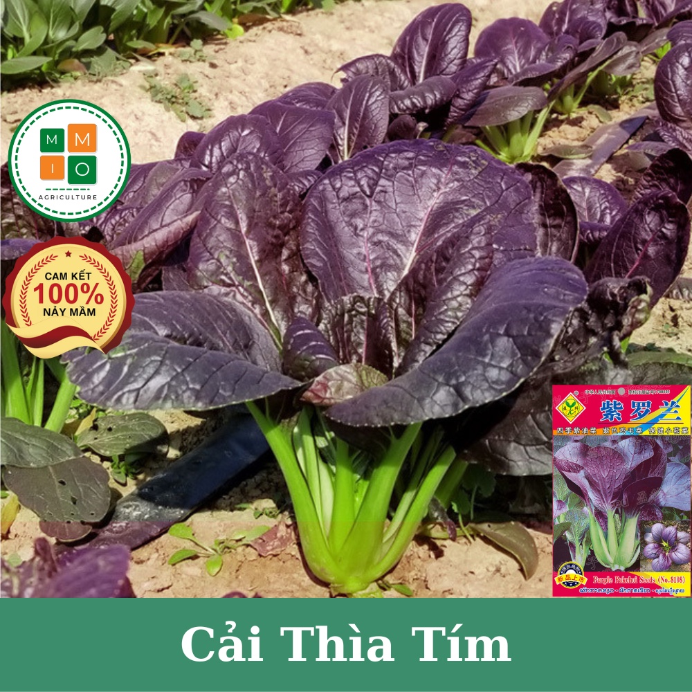 Hạt giống rau cải thìa tím chịu nhiệt