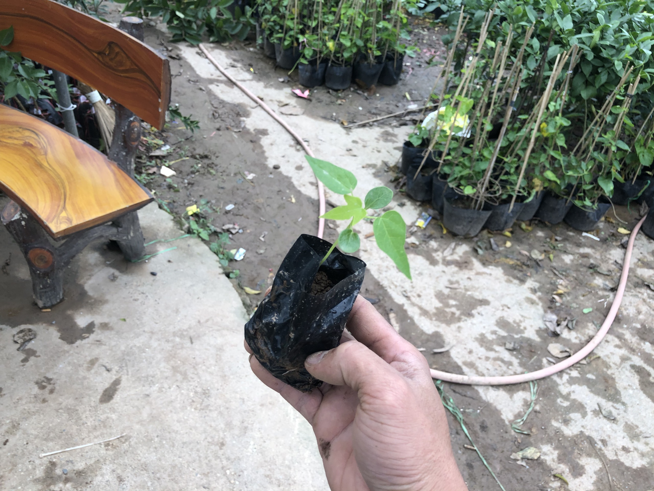 com bo 2 cây giống đu đủ ruột đỏ