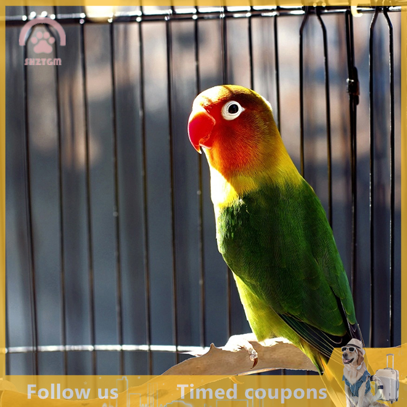 Con Vẹt Chim đứng thanh gỗ cực con vẹt Đồ chơi chim cockatiel PARAKEET