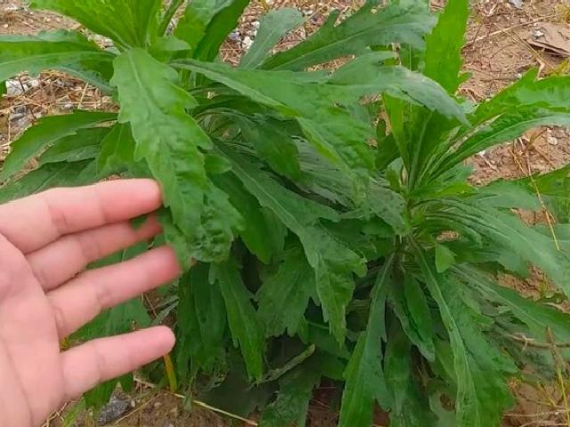 Cây ngải dại giống - bầu 3 cây giống