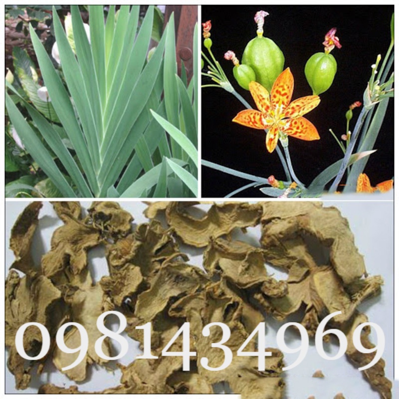 Củ Xạ Can (Rẻ Quạt) Khô 01KG Thơm Chuẩn
