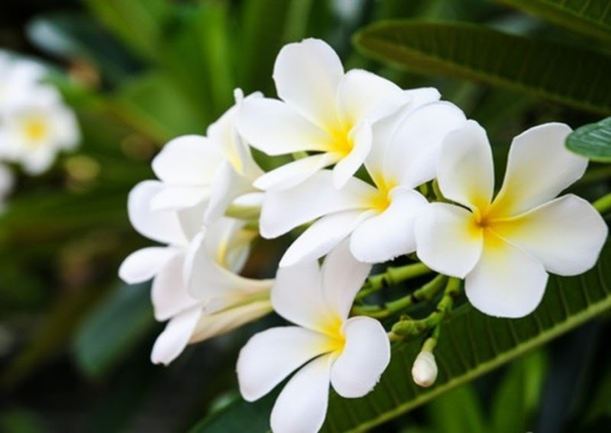 cây giống HOA SỨ ĐẠI TRẮNG ( hoa Chăm Pa)