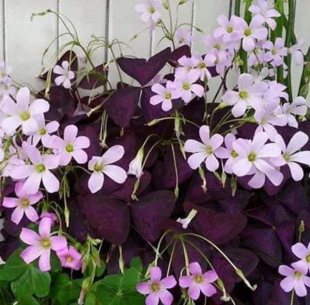 Củ hoa bướm đêm 1 củ